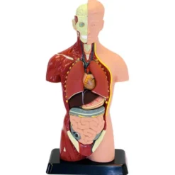 Anatomimodell - Kropp 27cm
