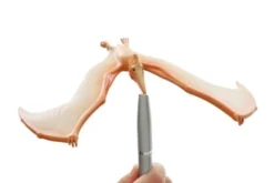 Balansefugl - Flyveøglen Pteranodon
