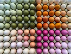 Naturlig farge til egg - 5 farger