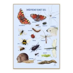Plakat 50 x 70 cm - Smådyrene rundt deg