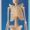 Skjelett