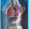 Torso - gjennomskåret menneskekropp 50 cm